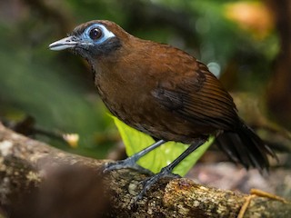  - Zeledon's Antbird