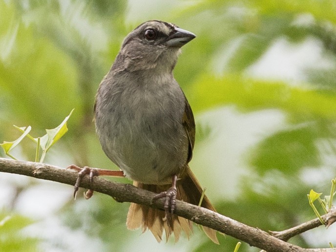 Green-backed Sparrow - Ian Davies