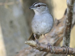  - Green-backed Sparrow