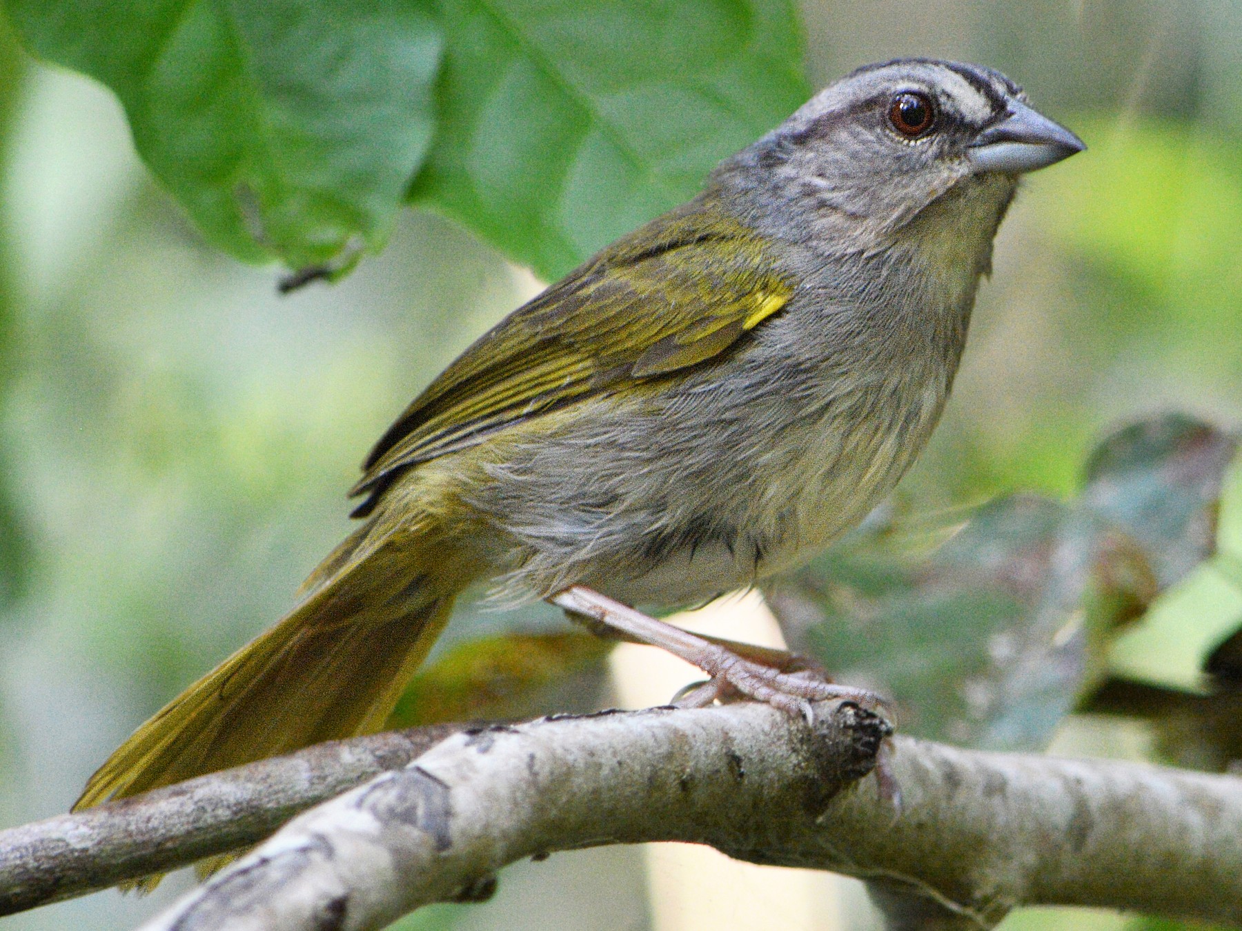 Green-backed Sparrow - Jorge Dangel