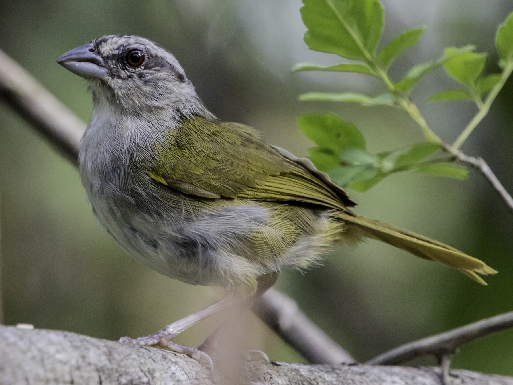 Green-backed Sparrow - Jorge Eduardo Ruano