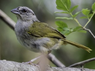  - Green-backed Sparrow