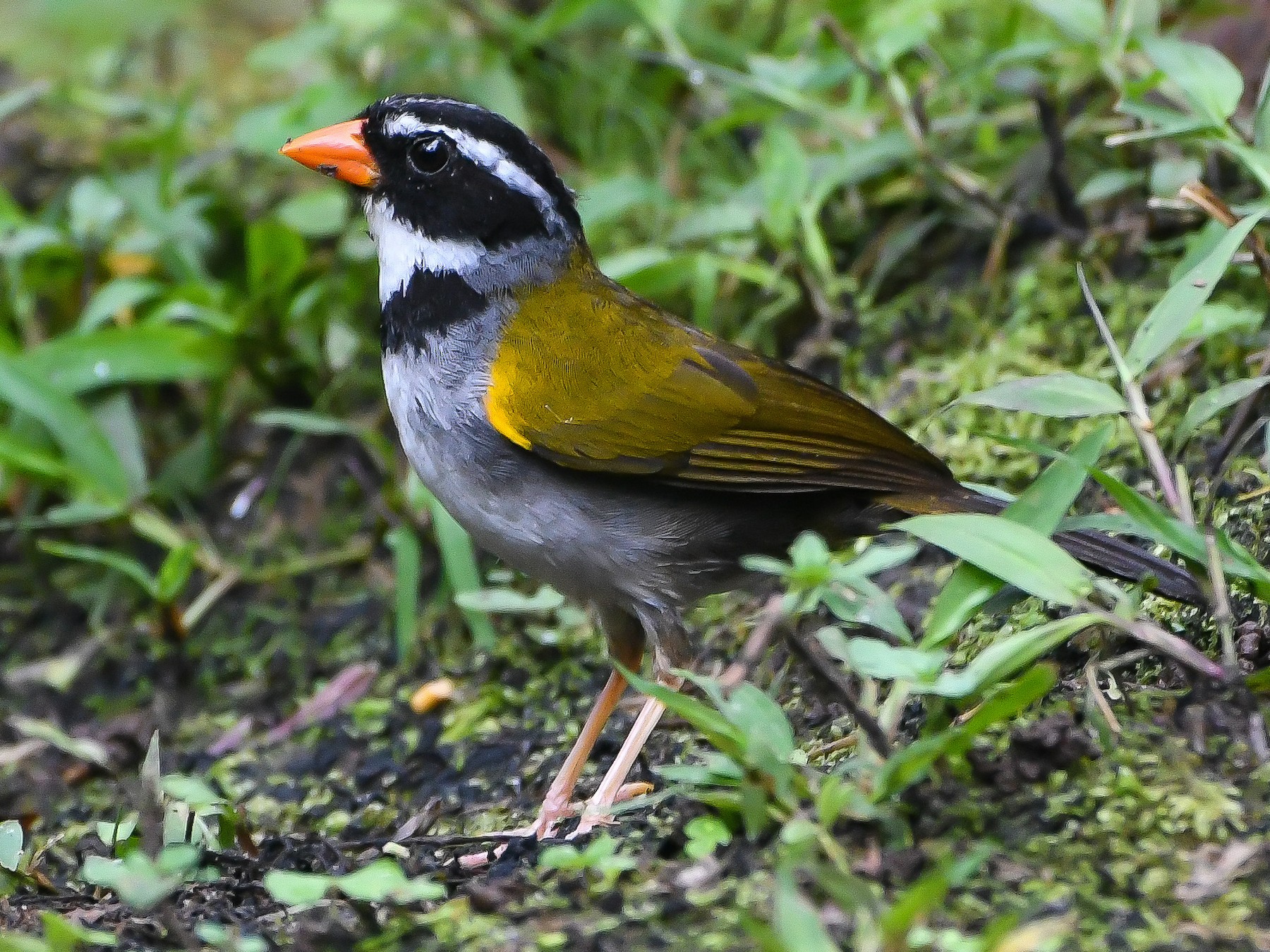 Orange-billed Sparrow - Ben Sanders