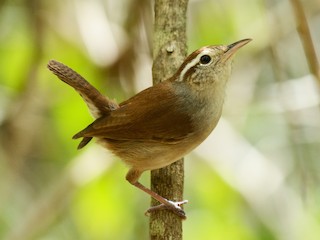 Saltapared Vientre Blanco - eBird