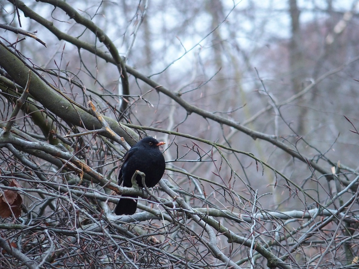 Eurasian Blackbird - ML24354551