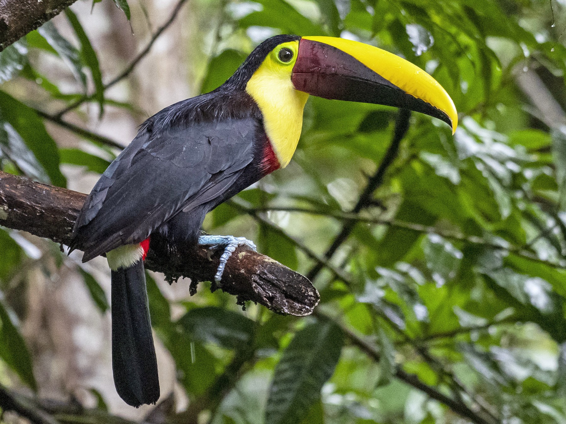 Yellow-throated Toucan - Bradley Kane