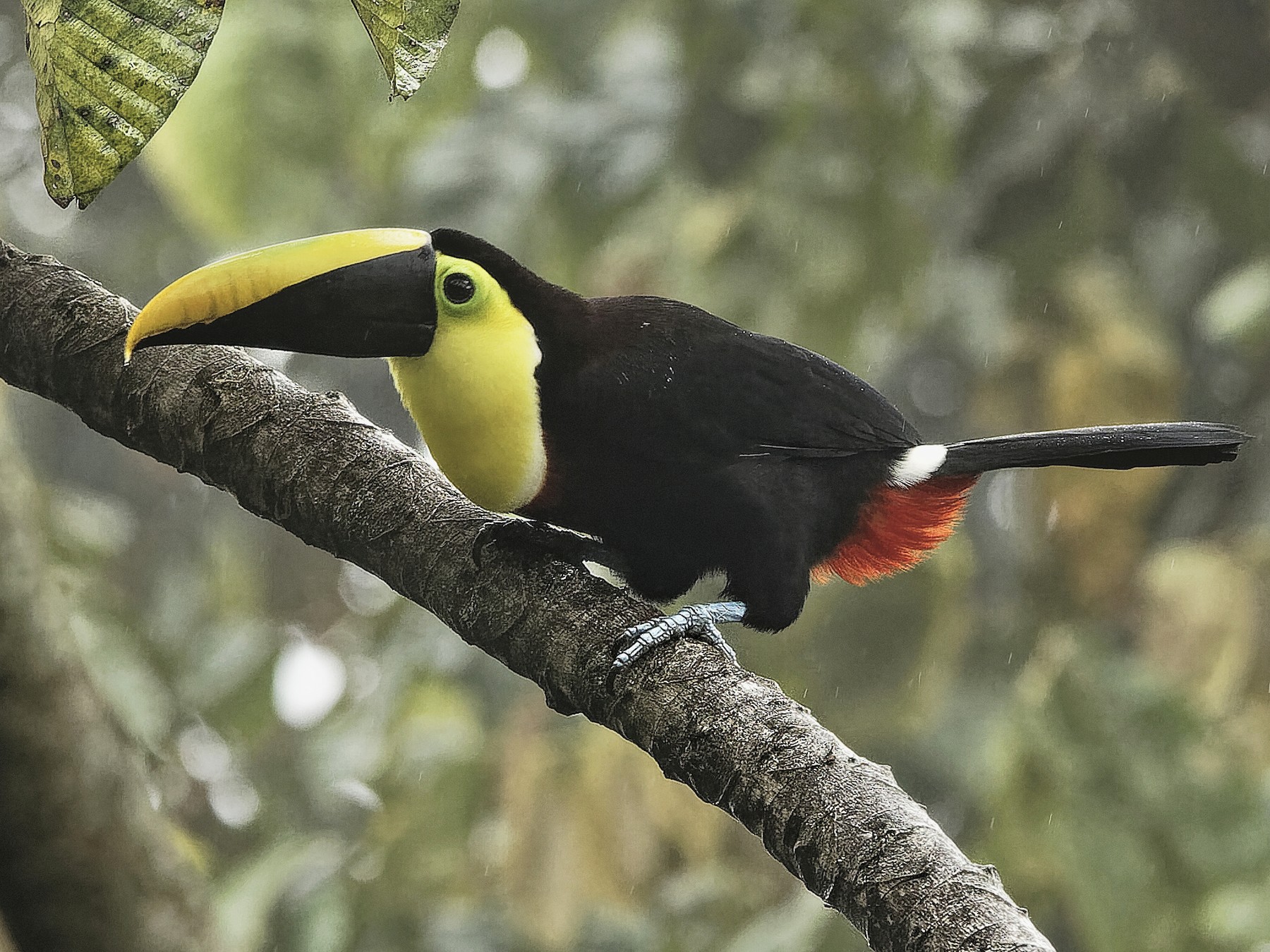 Yellow-throated Toucan - Holger Teichmann