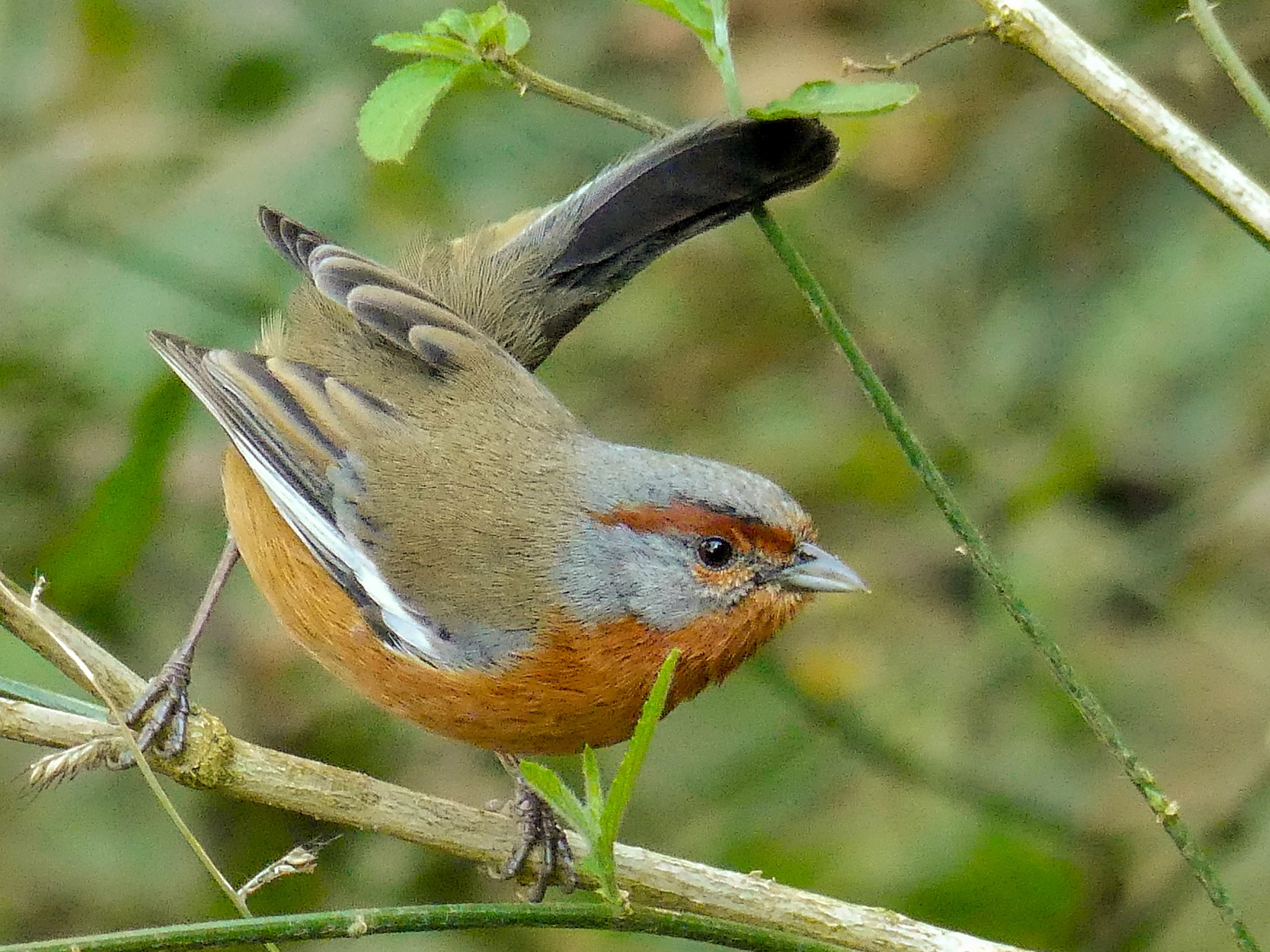 Rusty-browed Warbling Finch - Jorge  Quiroga