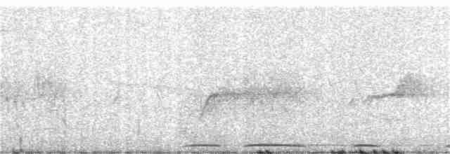 Eurasian Collared-Dove - ML243552101