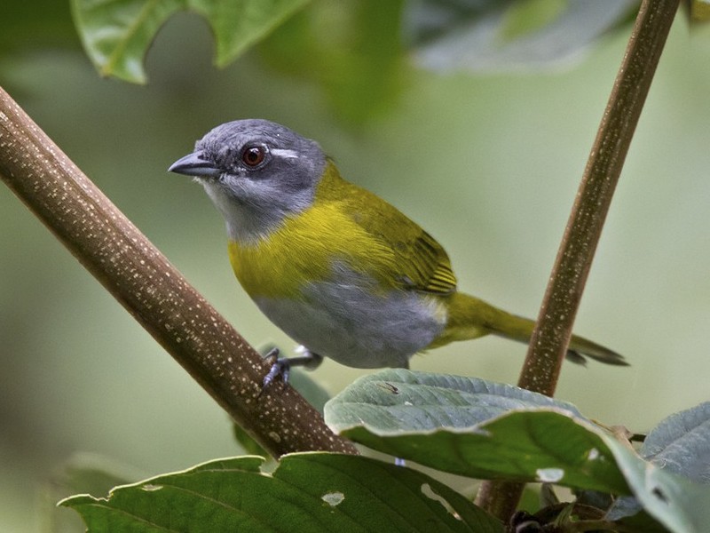 Ashy-throated Chlorospingus - eBird