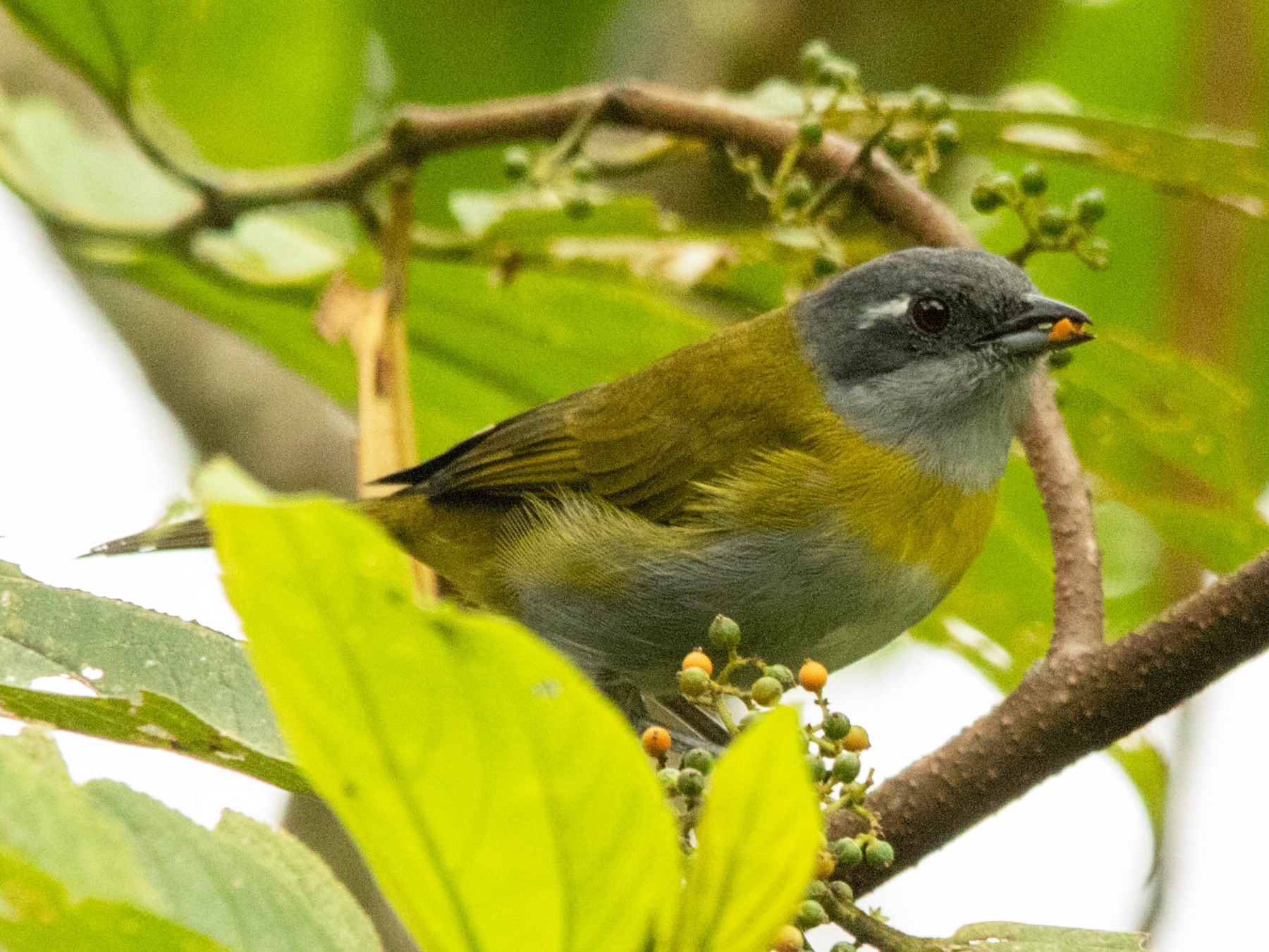 Ashy-throated Chlorospingus - Christiana Fattorelli