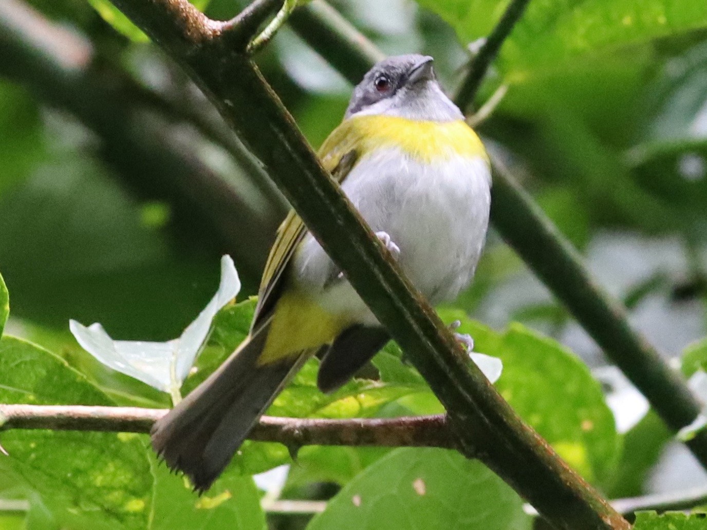 Ashy-throated Chlorospingus - Anthony Collerton