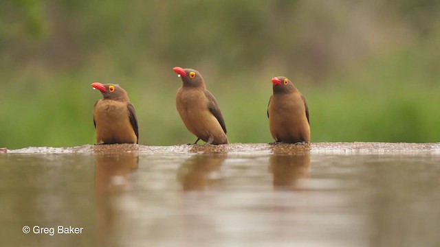 Red-billed Oxpecker - ML243554091