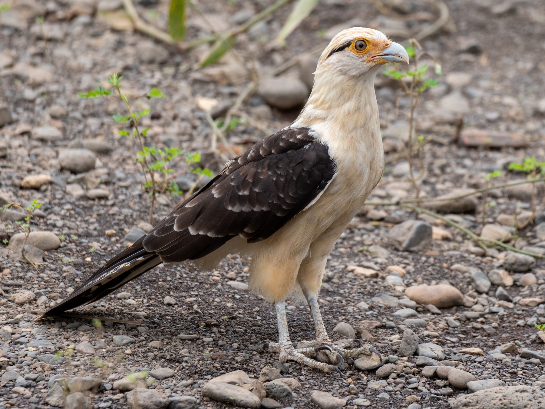 Caracara à tête jaune - eBird