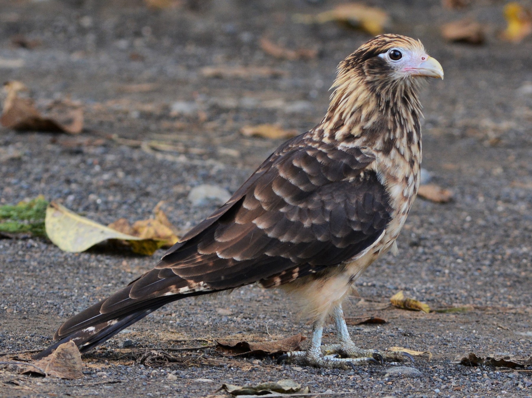 Yellow-headed Caracara - eBird