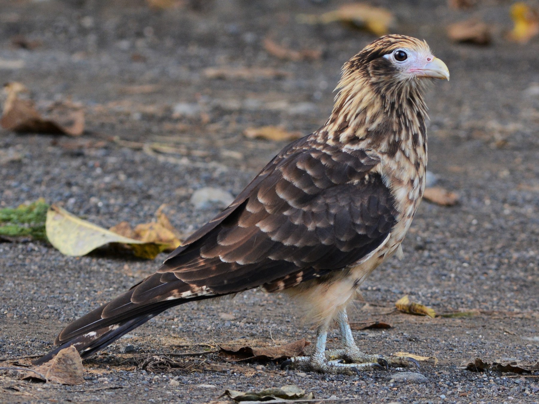 Yellow-headed Caracara - David Hollie