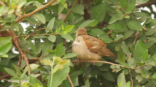 Southern Gray-headed Sparrow - ML243554901