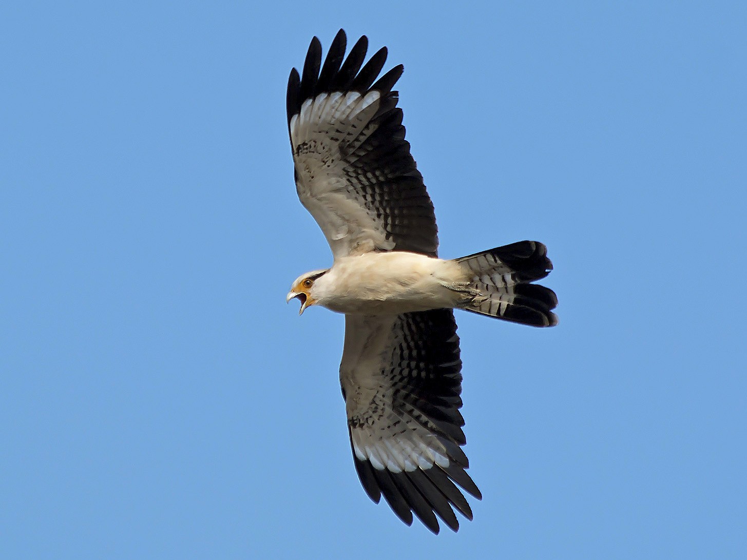 Yellow-headed Caracara - Gabriel Bonfa