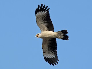 キバラカラカラ - eBird