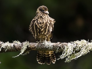 未成鳥 - Claudia Brasileiro - ML243555091