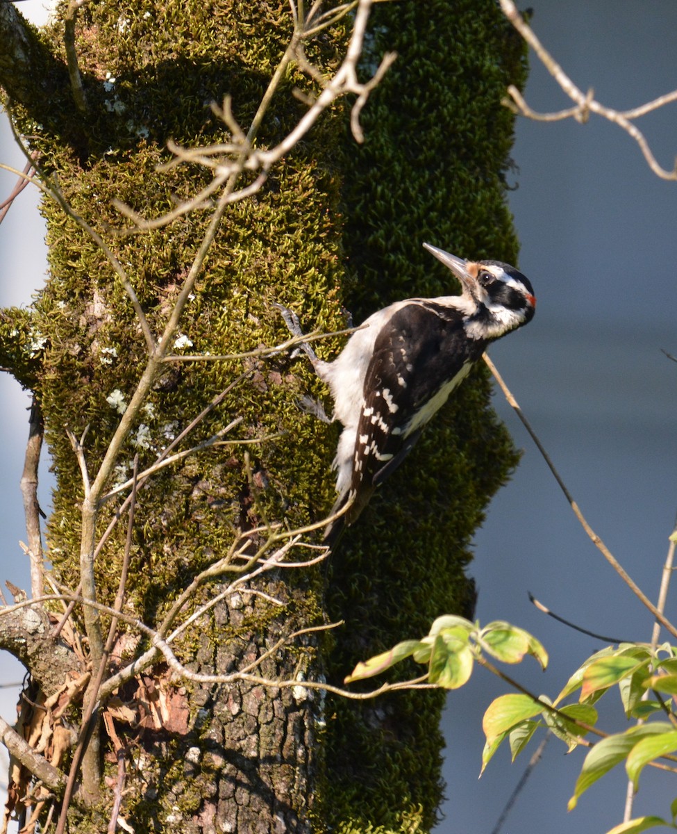 Hairy Woodpecker - Raymond Brignac