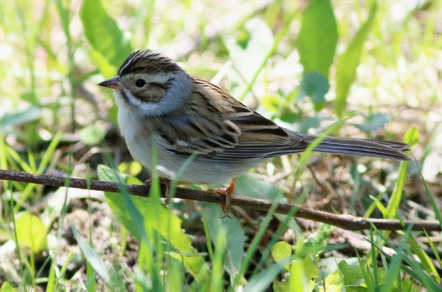 Clay-colored Sparrow - Yves Gauthier (Mtl)