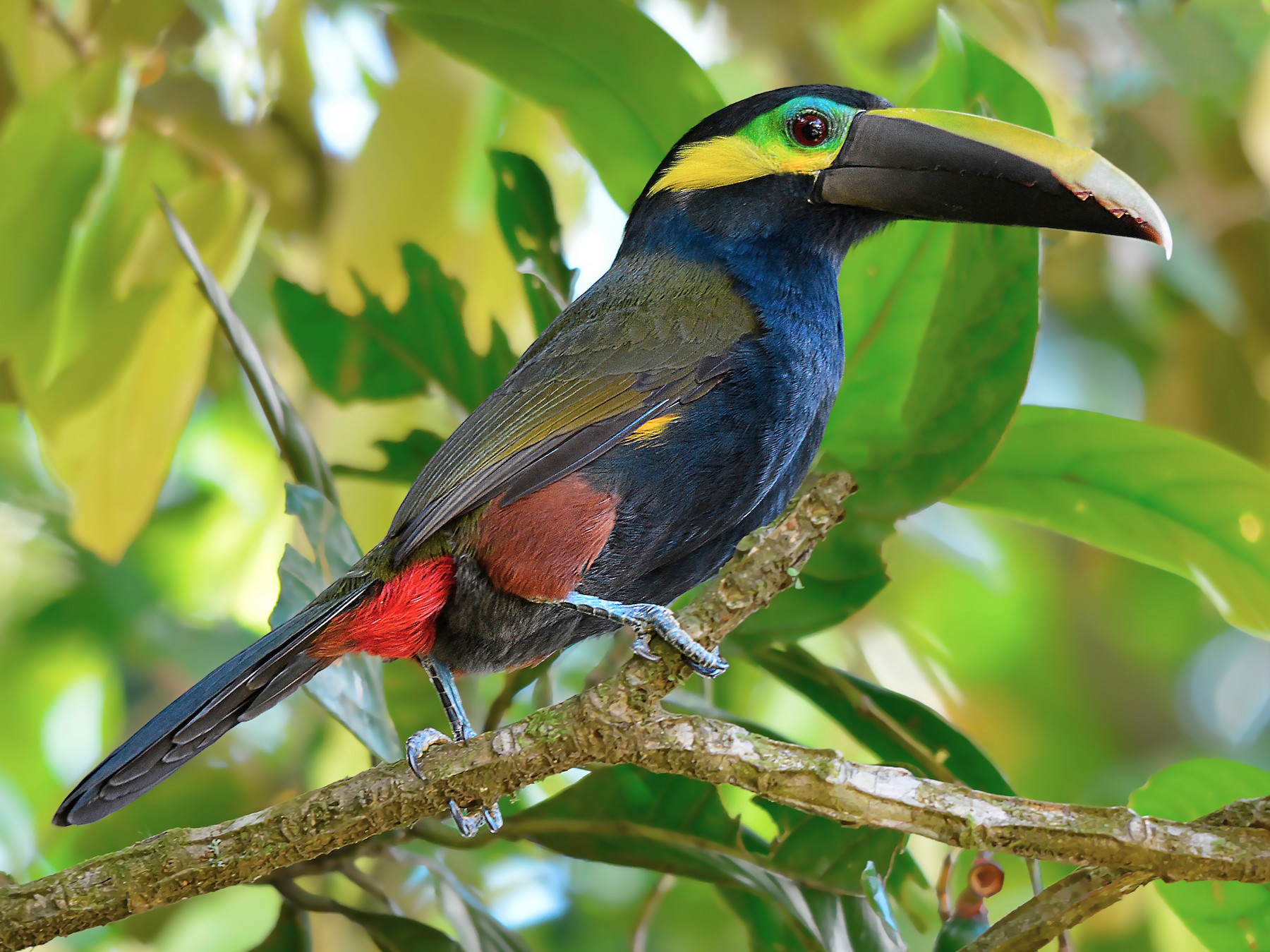 Yellow Eared Toucanet