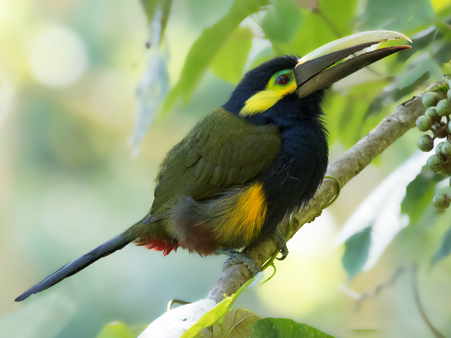 Yellow-eared Toucanet - Jorge Gabriel Campos