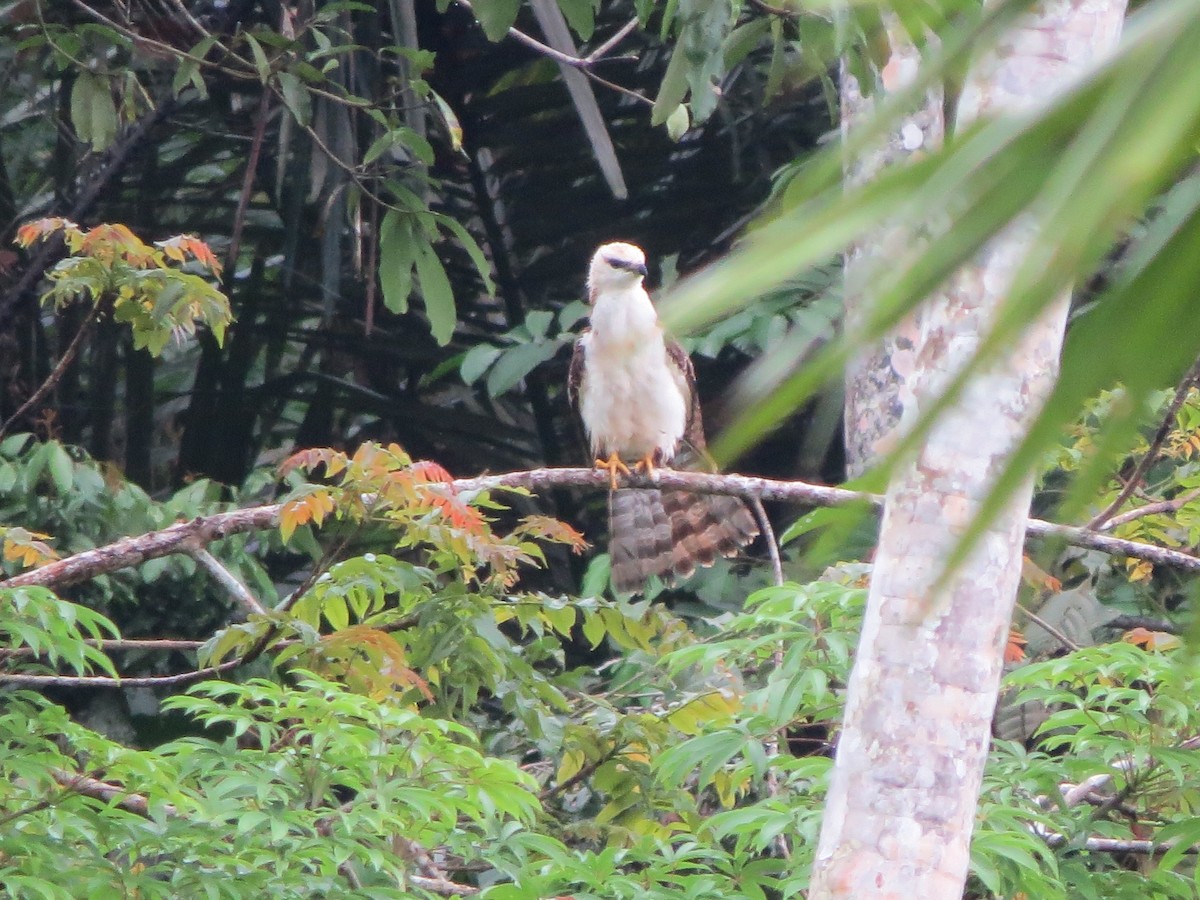 Sulawesi Honey-buzzard - ML243559721