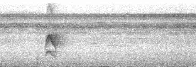 Büyük Kiskadi Tiranı - ML24356