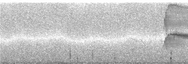 Торілон жовтодзьобий - ML243561