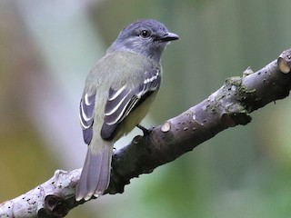  - Yellow-crowned Tyrannulet