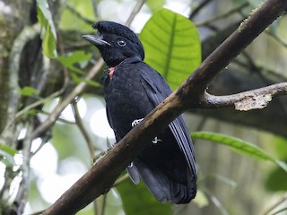  - Bare-necked Umbrellabird