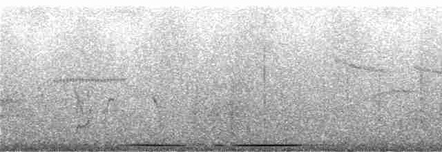 holub andský - ML243565