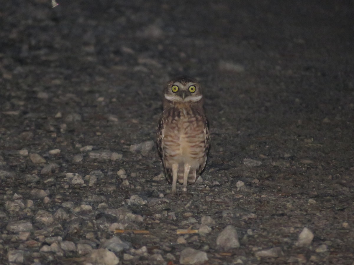 Burrowing Owl - ML243566641