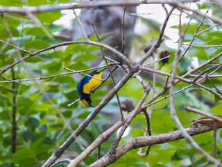  - Yellow-crowned Euphonia