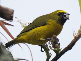  - Yellow-crowned Euphonia