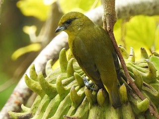  - Yellow-crowned Euphonia