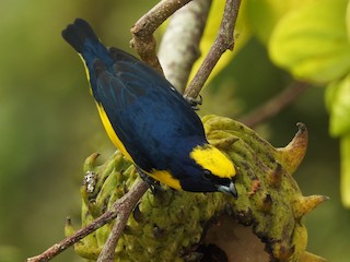  - Yellow-crowned Euphonia