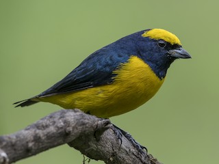  - Yellow-crowned Euphonia