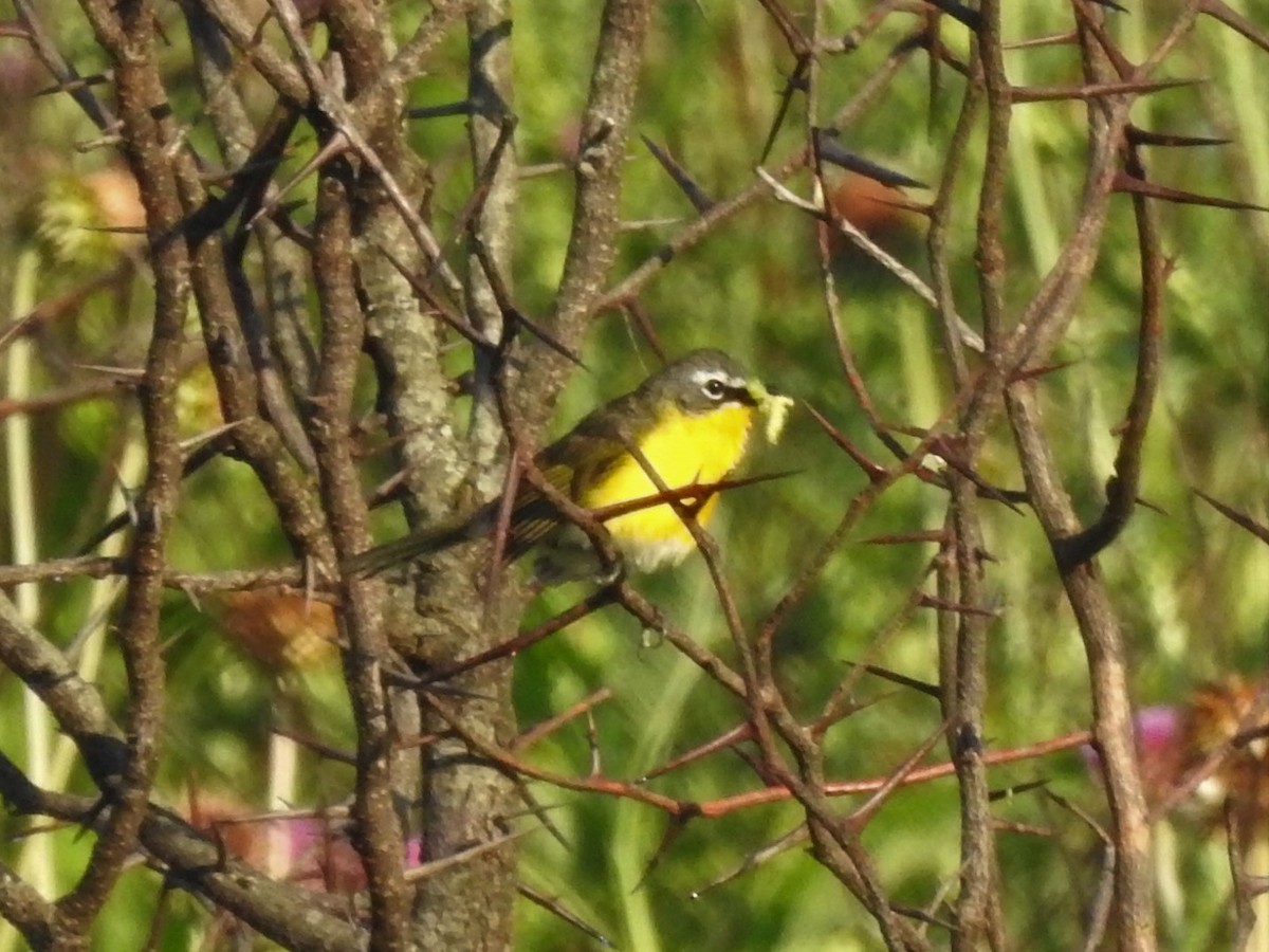 Yellow-breasted Chat - ML243569501
