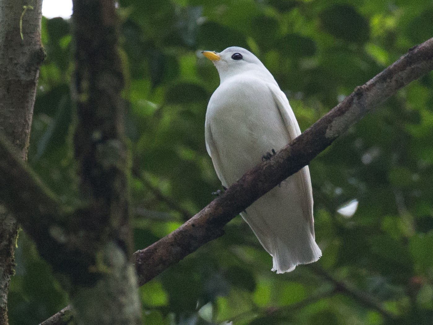 Yellow-billed Cotinga - eBird