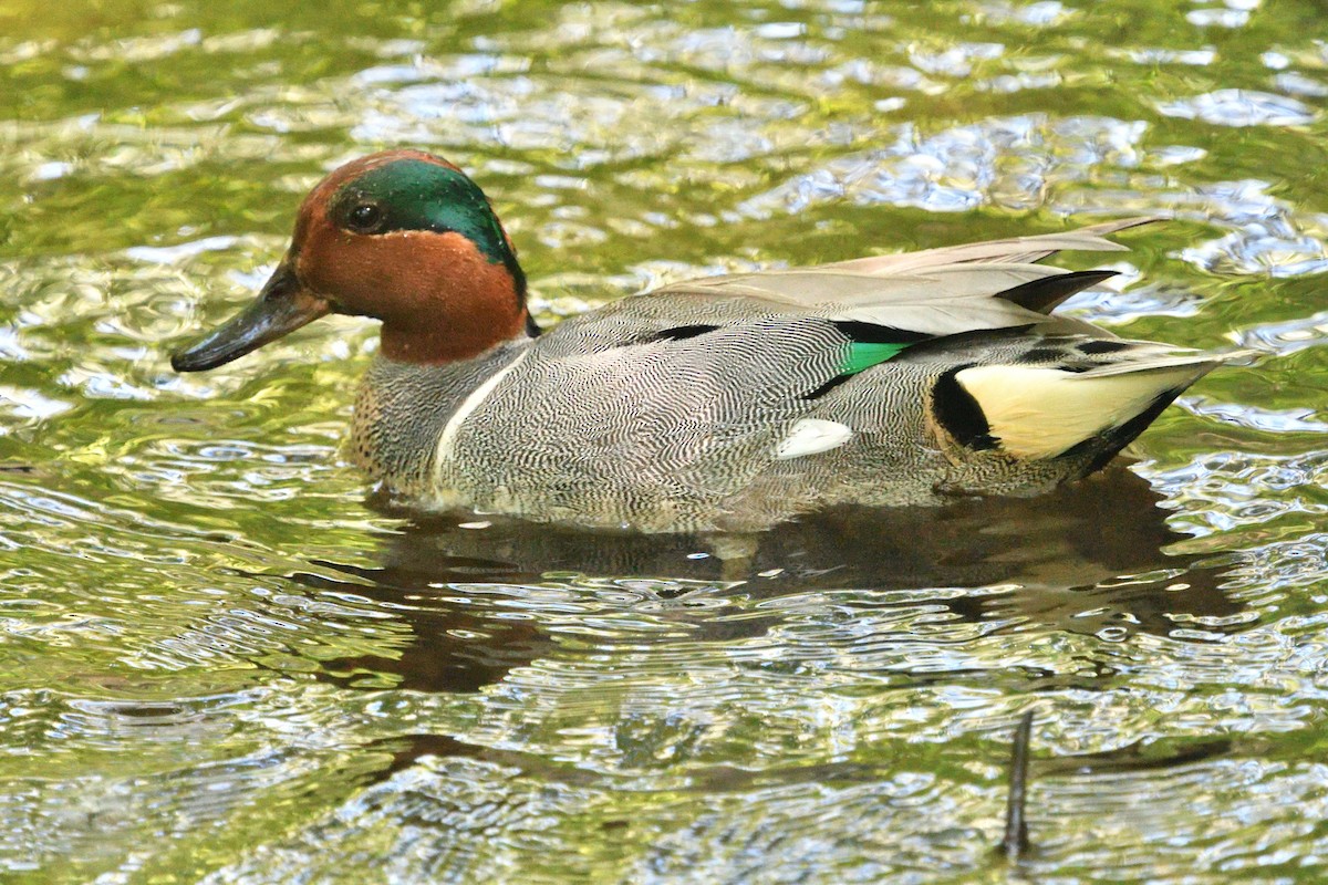 Green-winged Teal - Louis Lemay