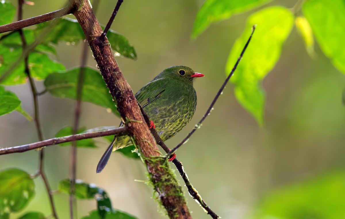 Green-and-black Fruiteater - Shailesh Pinto
