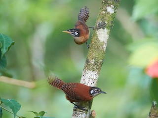 成鳥と幼鳥 (Central American) - Jan Maarten de Wit - ML243572511