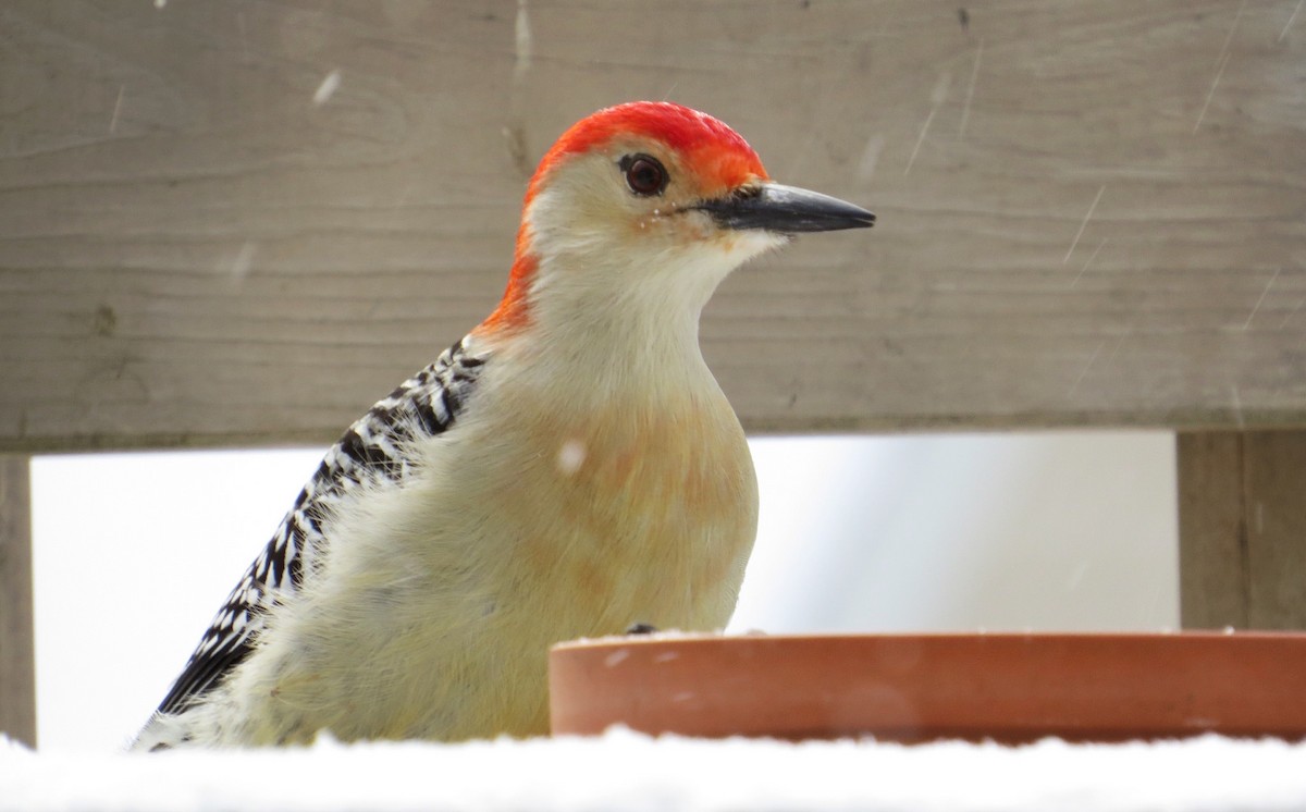 Red-bellied Woodpecker - Emily Tornga