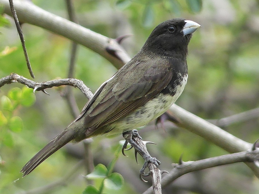 Pope grass singing (Sporophila nigricollis) 