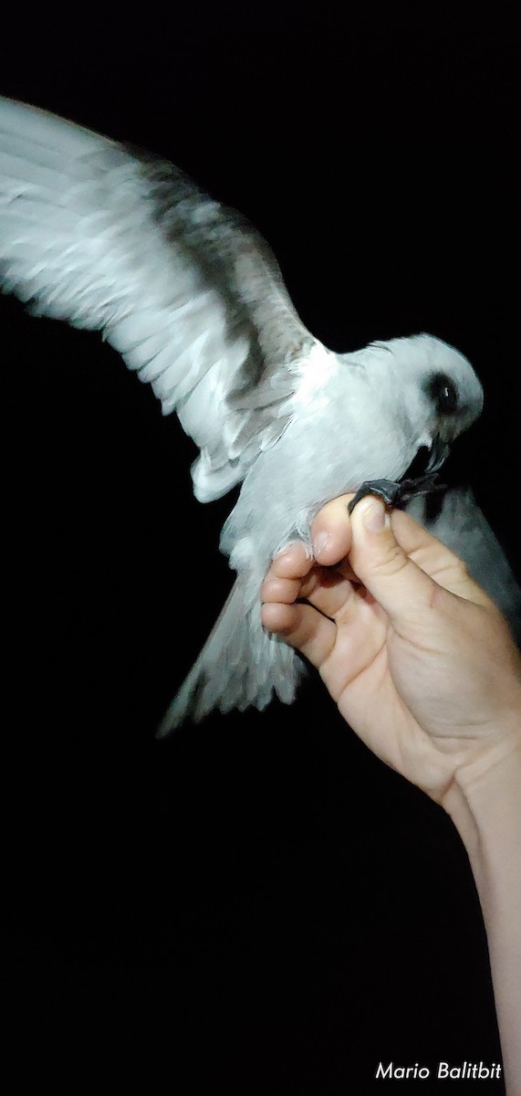 Fork-tailed Storm-Petrel - mario balitbit