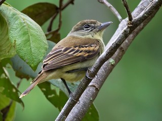 White-winged Becard - eBird