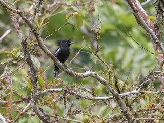 White-winged Becard - eBird